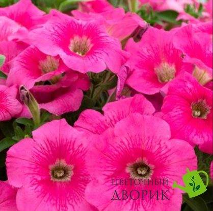 Петунiя Trilogy F1 Rose Gen 2  pro-TrilogyRoseGen2-1000 фото