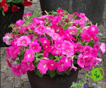 Петунiя Trilogy F1 Rose Gen 2  pro-TrilogyRoseGen2-1000 фото