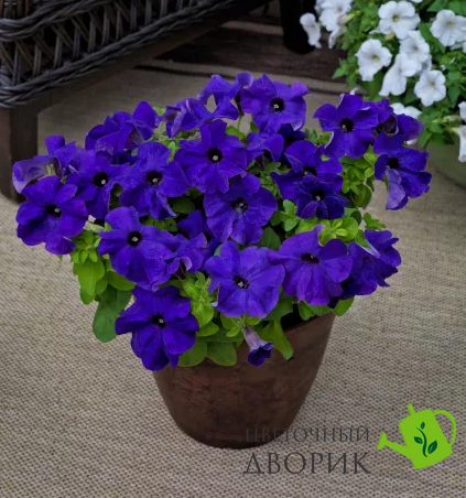 Петуния Tritunia F1 Blue pro-TrituniaBlue-1000dr фото