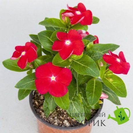 Вінка SunJewels Red with Eye pro-vinsunredwiteye-1000 фото