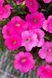 Петунiя Trilogy F1 Rose Gen 2  pro-TrilogyRoseGen2-1000 фото 1