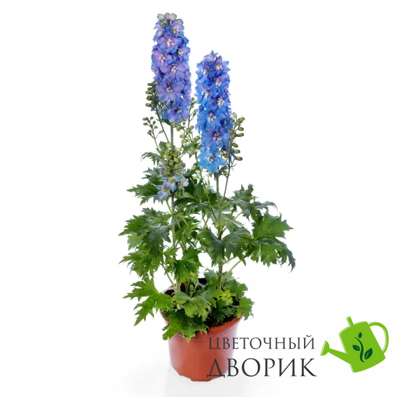 Дельфініум Delphina Light Blue White Bee pro-deldelligbluwhibee-1000 фото
