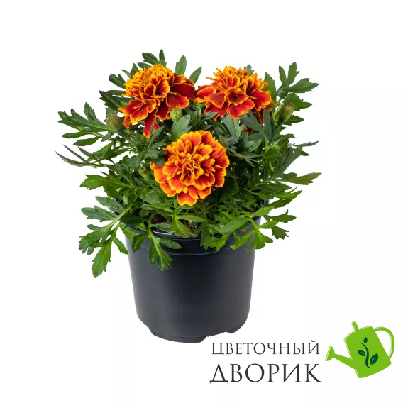 Тагетес Cresta Flame CrestaFlame фото
