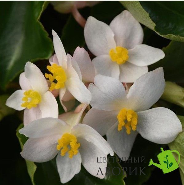 Бегония Dragon Wing F1 White dragonWingWhite-5 фото