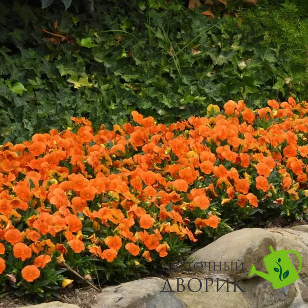 Виола Sorbet XP Deep Orange pro-SorbetXPDeepOrange-1000 фото