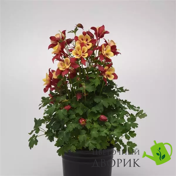 Аквилегия Earlybird Red Yellow pro-akvearredyel-100 фото