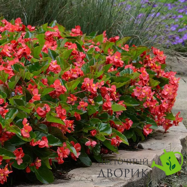 Бегонiя Megawatt Red Green Leaf MegawattRedGreenLeaf фото