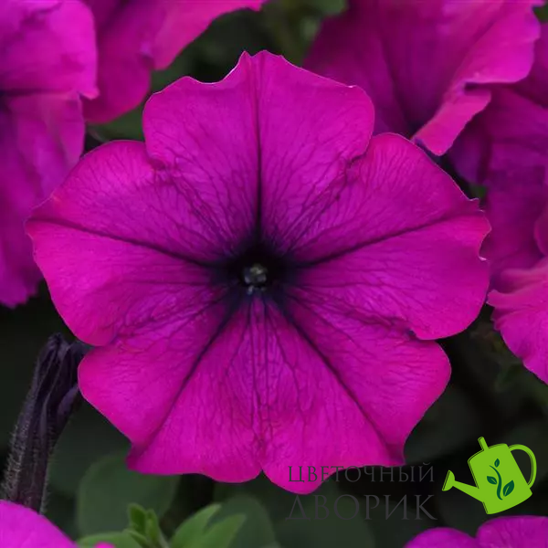 Петуния Easy Wave F1 Violet EasyWaveViolet-10 фото