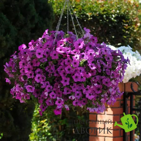 Петуния Easy Wave F1 Violet EasyWaveViolet-10 фото