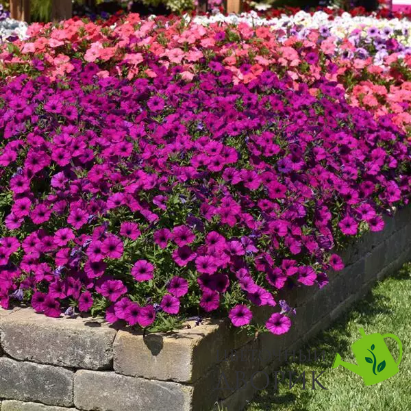 Петуния Easy Wave F1 Violet EasyWaveViolet-10 фото