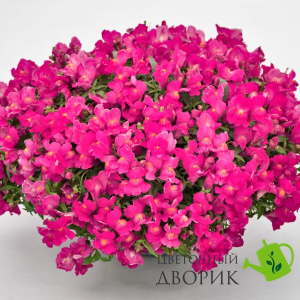 Львиный зев Candy Showers F1 Rose CandyShowersRose фото