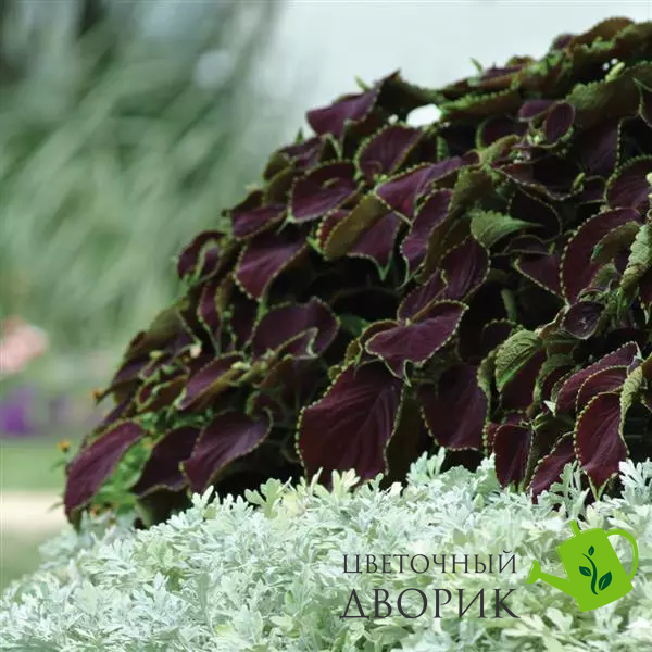 Колеус Premium Sun Chocolate Mint PremiumSunChMint фото