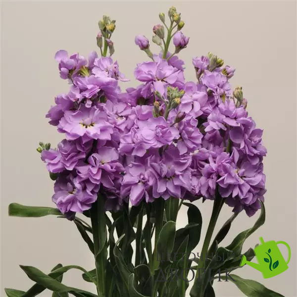 Маттіола Katz Lavender Blue pro-matkatlavblu-1000 фото