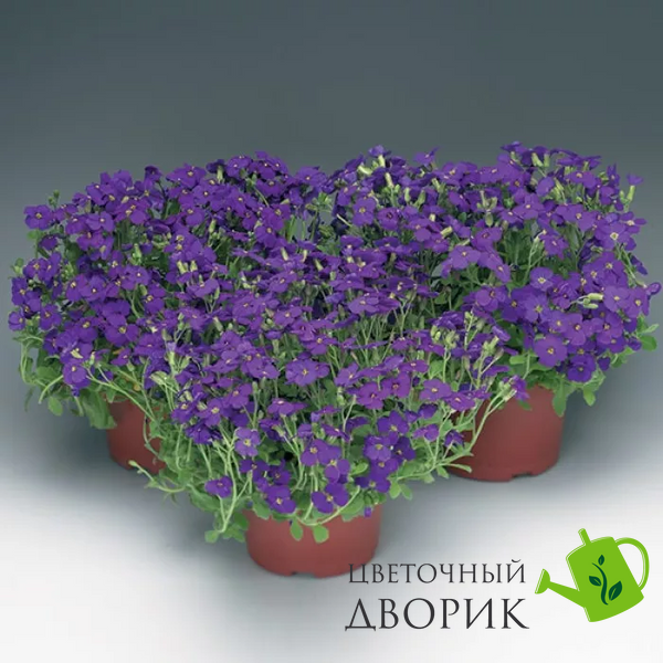 Обрієта Audrey F1 Blue Shades pro-obraudf1blusha-1000 фото