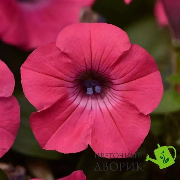 Петунія Tidal Wave F1 Hot Pink TidalWaveHotPink фото
