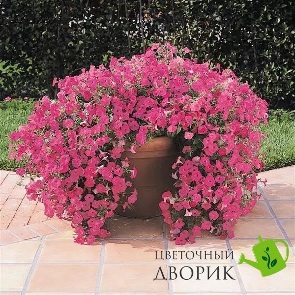 Петунія Tidal Wave F1 Hot Pink TidalWaveHotPink фото