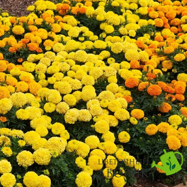 Тагетес Antigua F1 Mix AntiguaMix фото