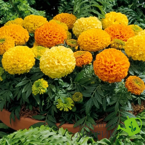 Тагетес Antigua F1 Mix AntiguaMix фото