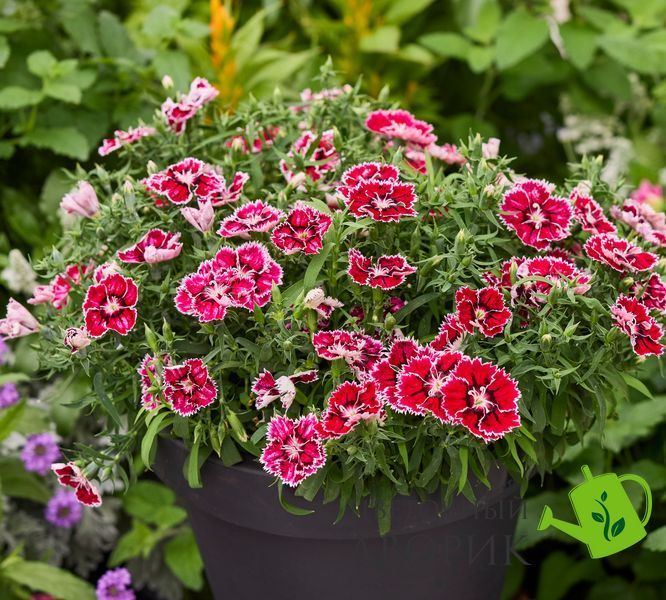 Гвоздика Divinity F1 Radiant Raspberry Red New2027 pro-DivinityRadiantRaspberryRed-1000 фото