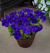 Петуния Tritunia F1 Blue pro-TrituniaBlue-1000dr фото 3