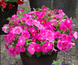 Петунiя Trilogy F1 Rose Gen 2  pro-TrilogyRoseGen2-1000 фото 2