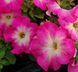 Петуния Limbo F1 Rose Morn LimboRoseMorn фото 2