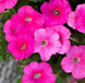 Петунiя Trilogy F1 Rose Gen 2  pro-TrilogyRoseGen2-1000 фото 3