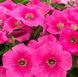 Петунiя Trilogy F1 Rose Gen 2  pro-TrilogyRoseGen2-1000 фото 4