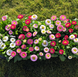 Маргаритка BellaDaisy Mix pro-BellaDaisyMix-1000 фото 2