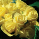 Примула Primlet Yellow PrimletYellow-5 фото 1