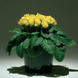 Примула Primlet Yellow PrimletYellow-5 фото 2