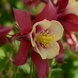 Аквилегия Earlybird Red Yellow pro-akvearredyel-100 фото 1