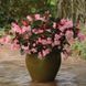 Бегония Big F1 Pink Bronze Leaf BigPBL фото 3