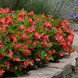 Бегонiя Megawatt Red Green Leaf MegawattRedGreenLeaf фото 3