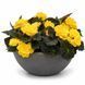 Бегонiя Nonstop Mocca F1 Yellow NonstopMoccaYellow фото 1
