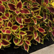 Колеус Premium Sun Crimson Gold pro-kolpresCrimsonGold-100 фото 3