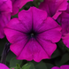 Петуния Easy Wave F1 Violet EasyWaveViolet-10 фото 2