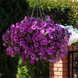 Петуния Easy Wave F1 Violet EasyWaveViolet-10 фото 3