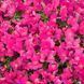 Львиный зев Candy Showers F1 Rose CandyShowersRose фото 1