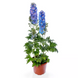 Дельфініум Delphina Light Blue White Bee pro-deldelligbluwhibee-1000 фото 2