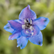 Дельфініум Delphina Light Blue White Bee pro-deldelligbluwhibee-1000 фото 3