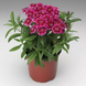 Гвоздика бородата Barbarini F1 Red Rose Bicolor pro-gvoborbarf1redrosbic-1000 фото 2