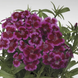 Гвоздика бородата Barbarini F1 Red Rose Bicolor pro-gvoborbarf1redrosbic-1000 фото 1