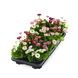 Маргаритка BellaDaisy Mix pro-BellaDaisyMix-1000 фото 3