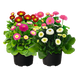 Маргаритка BellaDaisy Mix pro-BellaDaisyMix-1000 фото 1