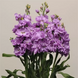 Маттіола Katz Lavender Blue pro-matkatlavblu-1000 фото 2
