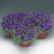 Обрієта Audrey F1 Blue Shades pro-obraudf1blusha-1000 фото 2