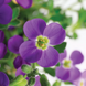 Обрієта Audrey F1 Blue Shades pro-obraudf1blusha-1000 фото 3