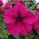 Петуния Prism F1 Ruby pro-PrismRuby-1000seed фото 2