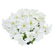 Петунiя Success! HD F1 White pro-Success!HDWhite-500 фото 1